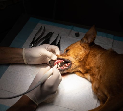 canine-dental-cleaning-with-sedation-in-the-operat-2023-04-18-18-17-29-utc-scaled