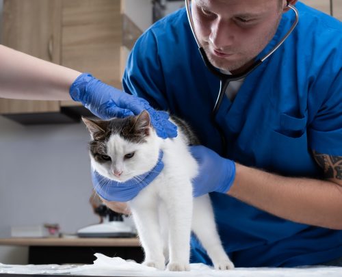 veterinary-doctor-examining-a-sick-cat-with-stetho-2021-08-28-03-07-21-utc-scaled
